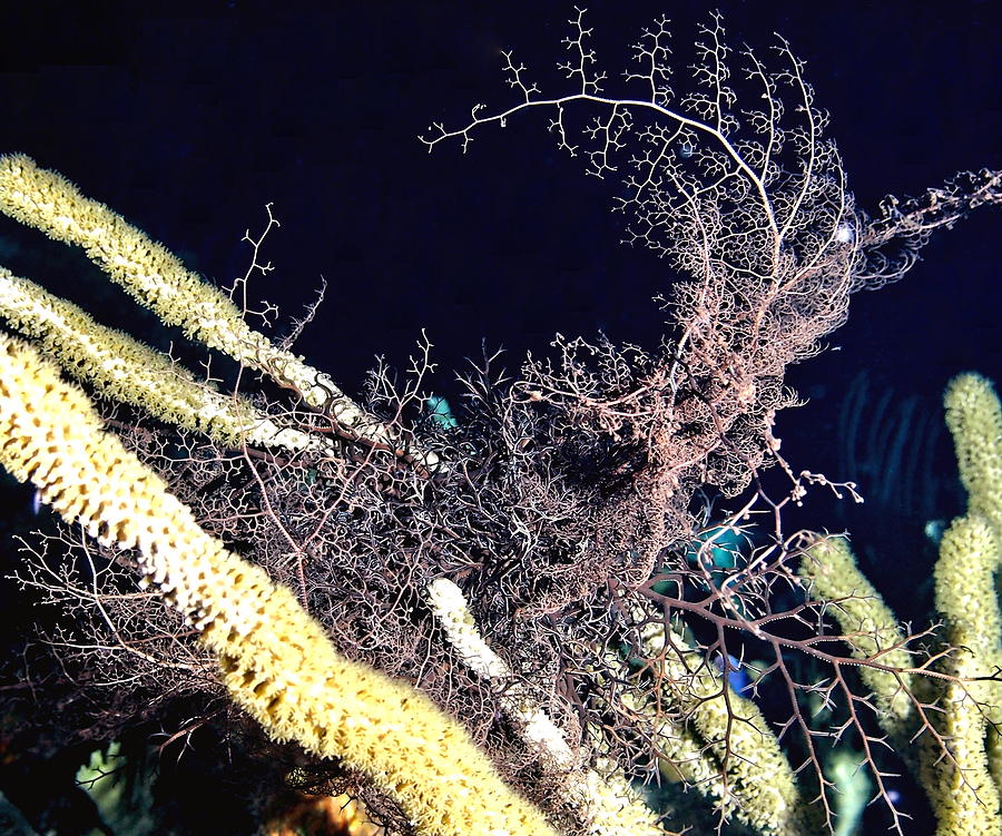 Giant Basket Star at night #1 Photograph by Amy McDaniel