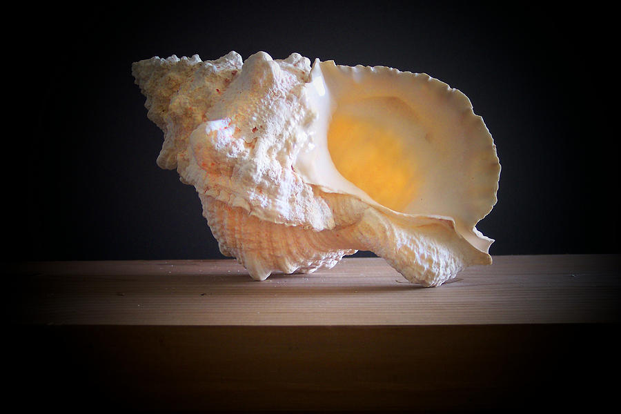 Seashell Photograph - Giant Frog Shell #2 by Frank Wilson