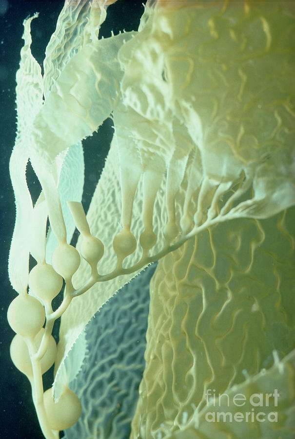 Giant Kelp Detail #2 Photograph by Flip Nicklin