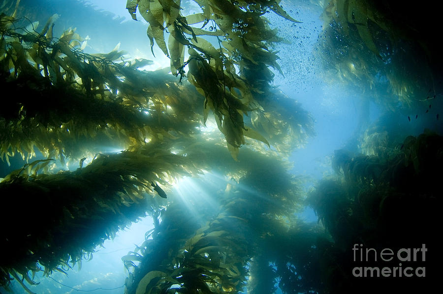 Giant Kelp Forest #1 Photograph by Dave Fleetham - Printscapes