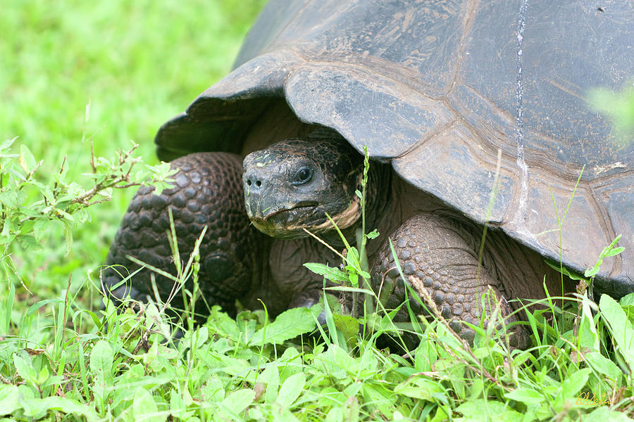 Giant Land Tortoise of the Highlands Photograph by Robert Selin - Fine ...