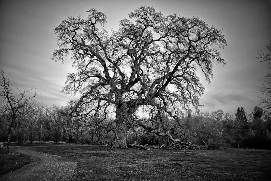 Giant Oak Tree #2 Photograph by Serena King