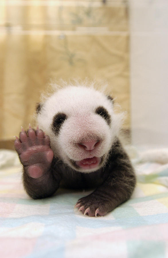 Giant Panda Ailuropoda Melanoleuca Cub Photograph by Katherine Feng