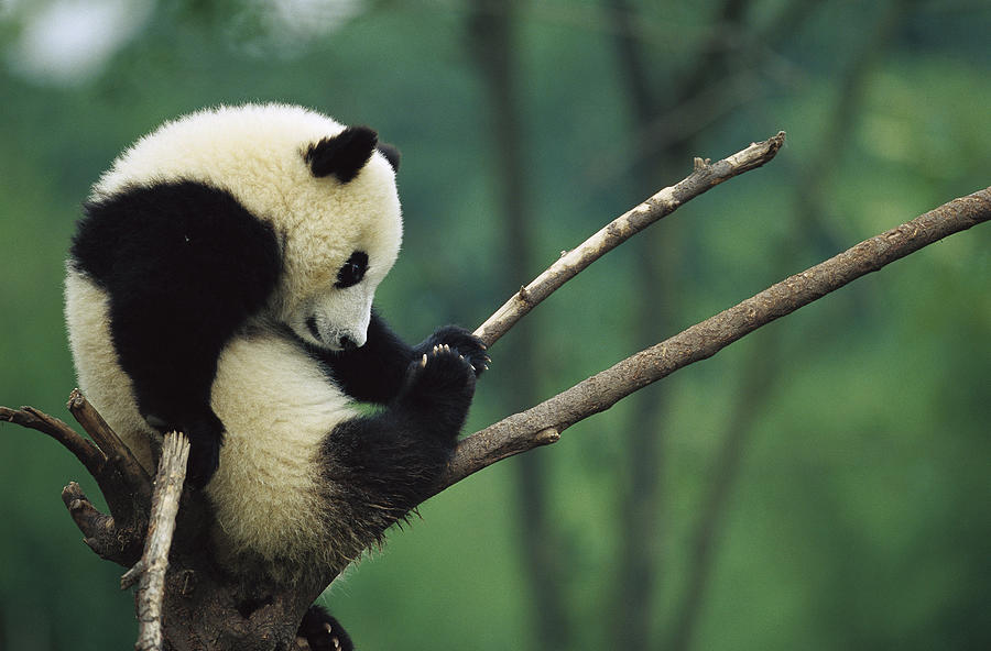 Giant Panda Ailuropoda Melanoleuca Year #1 Photograph by Cyril Ruoso