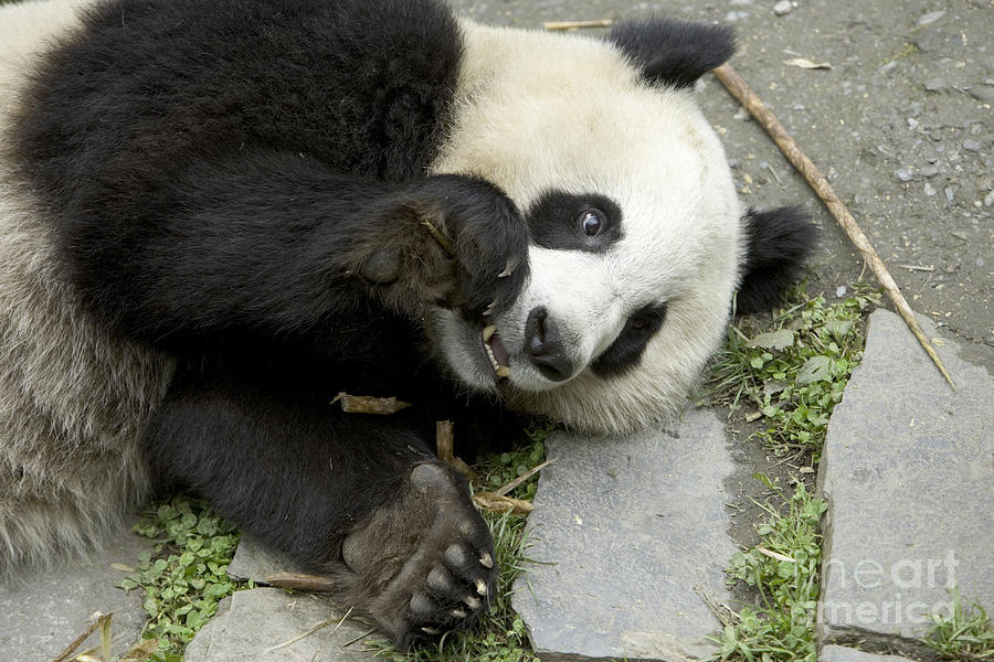 Giant Panda Chews On Bamboo #1 Photograph by Inga Spence