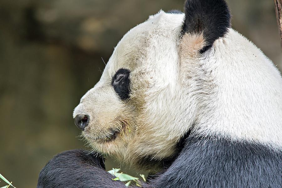 Giant Panda Eating Green  Bamboo #1 Photograph by Alex Grichenko