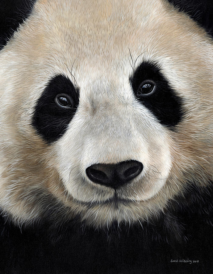 Wildlife Painting - Giant Panda oil painting  by Sarah Stribbling