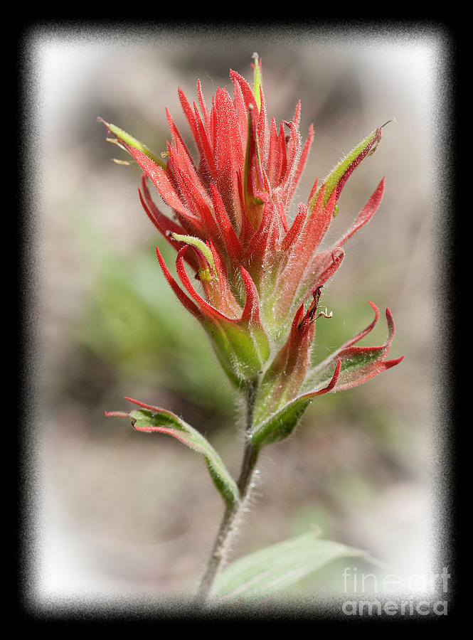 Giant Red Paintbrush #1 Photograph by David Waldrop