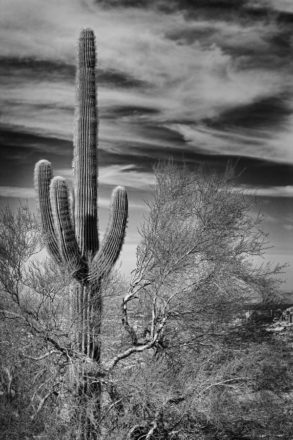 Desert Photograph - Giant Saguaro #1 by Kelley King
