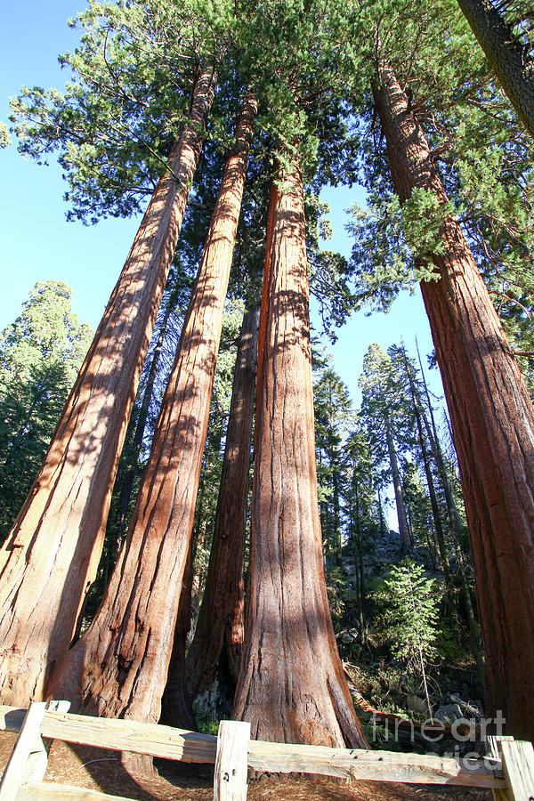 Tree Photograph - Giant Sequoia Redwood trees  #1 by Gal Eitan