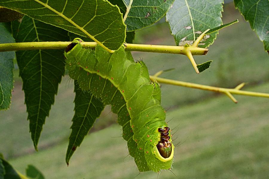 gund giant caterpillar