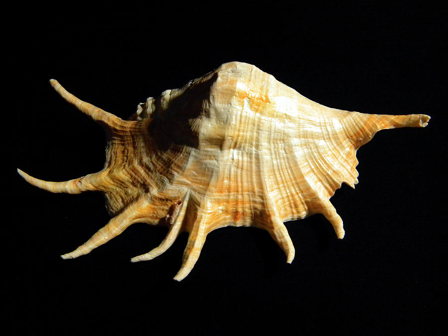 Giant Spider Conch Seashell Lambis truncata #1 Photograph by Frank Wilson