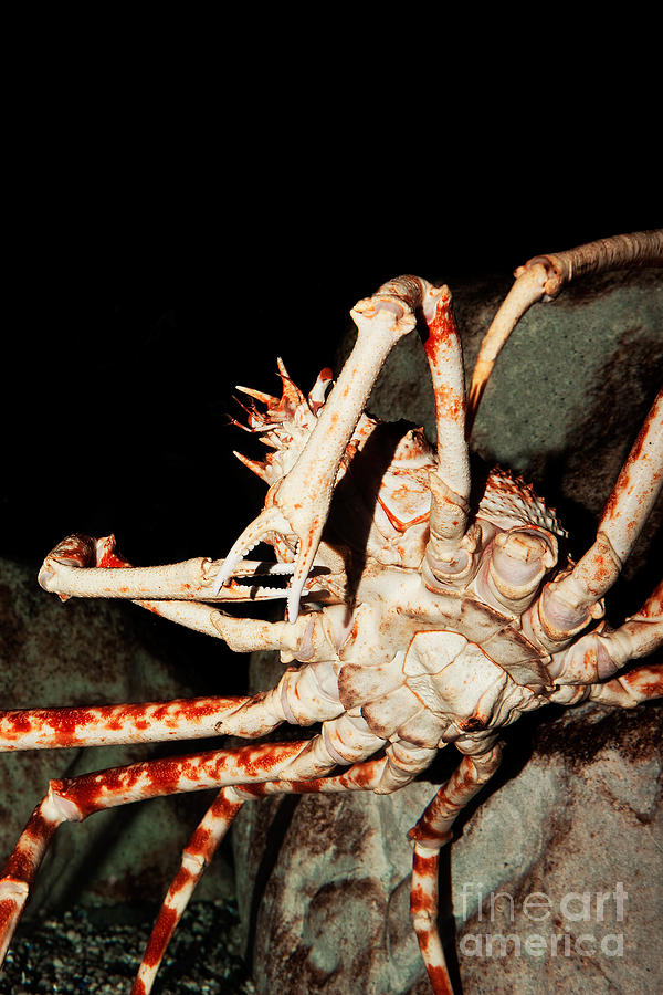Giant Spider Crab Macrocheira Kaempferi #1 Photograph by Gerard Lacz