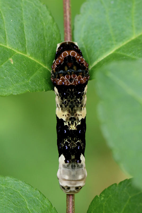 Giant Swallowtail caterpillar #1 Photograph by Doris Potter