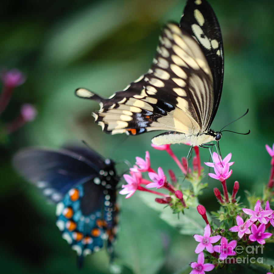 Giant Swallowtail Papilio Cresphontes #1 Photograph by Henrik Lehnerer