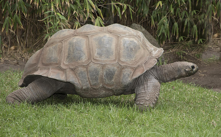 Giant tortoise #1 Photograph by Masami Iida