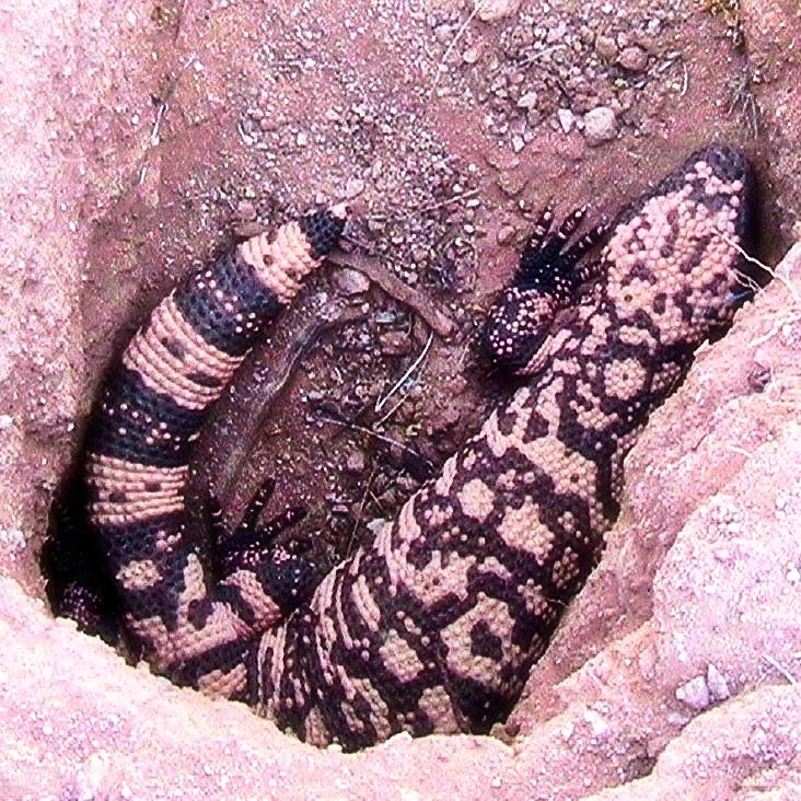 Gila Monster - Number One Photograph by Judy Kennedy