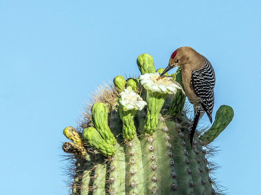 Gila Woodpecker 7281 #1 Photograph by Tam Ryan