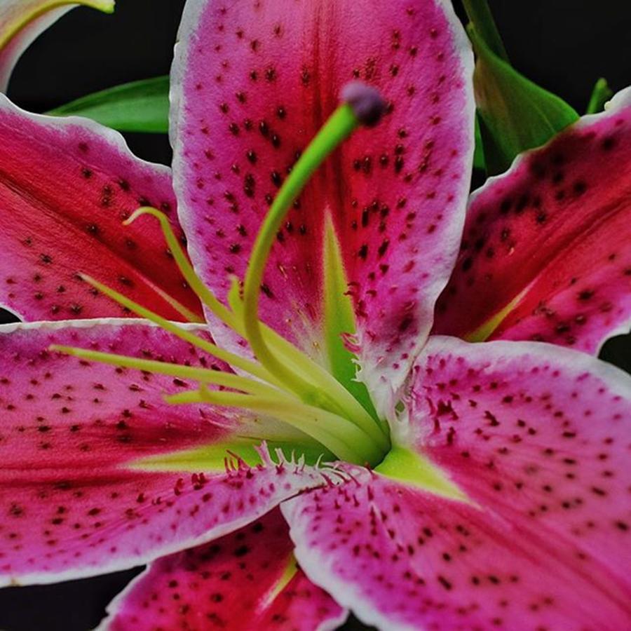 Flower Photograph - @gillespieflorists #stargazerlily #1 by David Haskett II