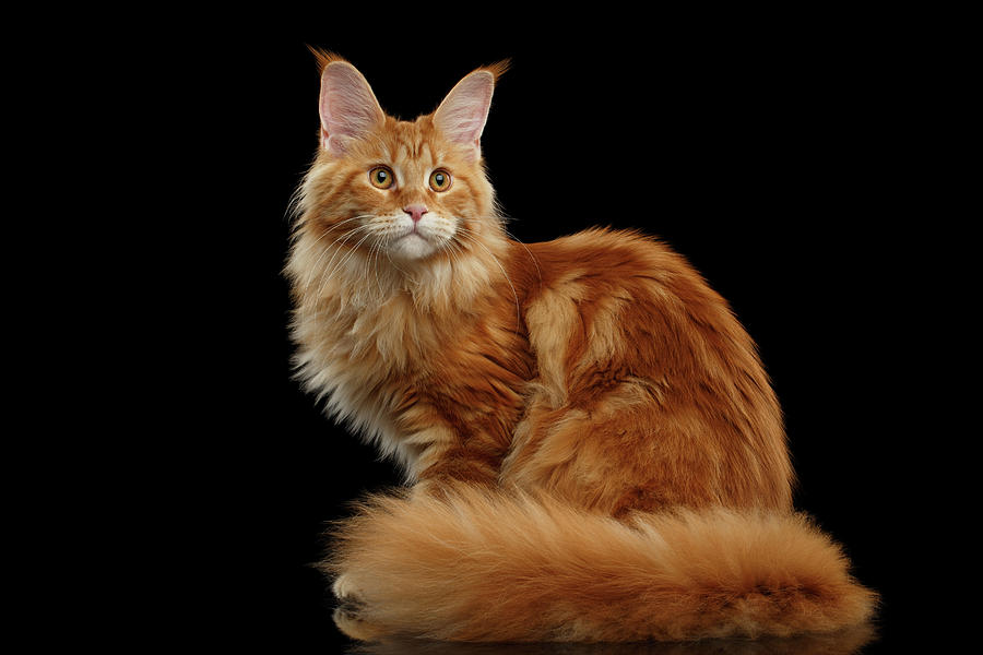 Cat Photograph - Ginger Maine Coon Cat Isolated on Black Background by Sergey Taran