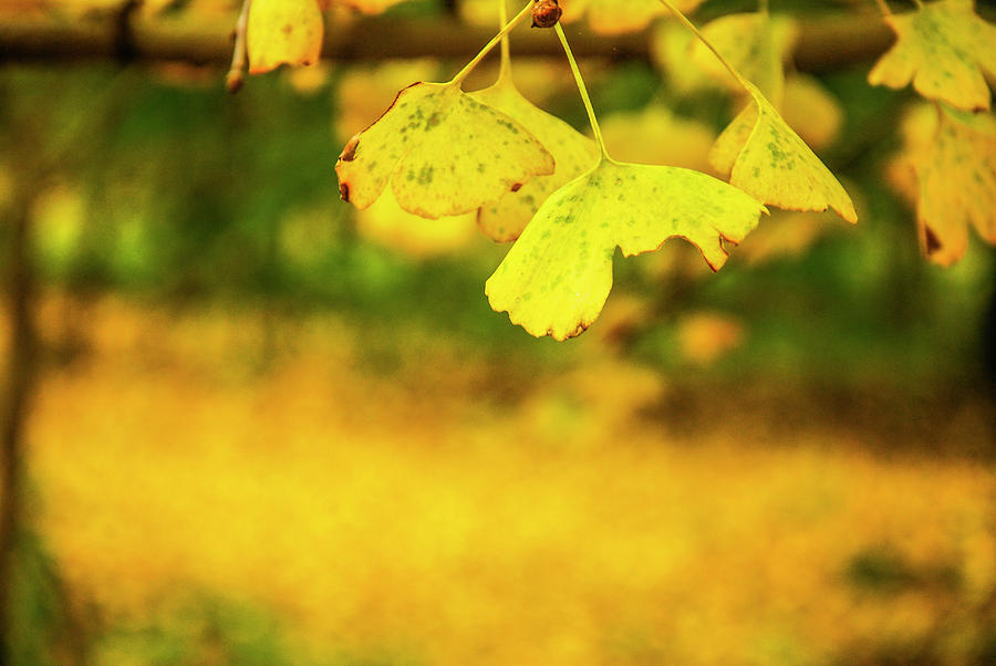Ginkgo tree leaves in autumn #1 Photograph by Carl Ning