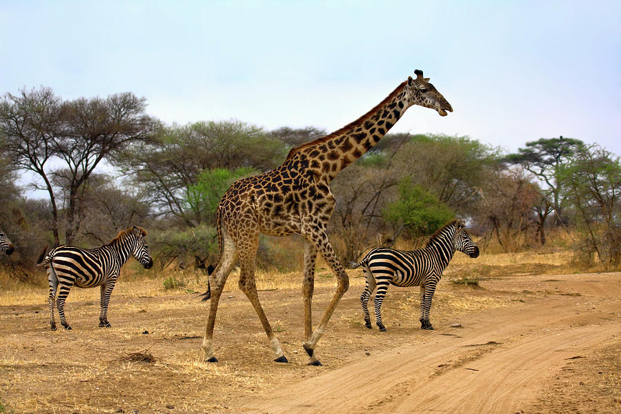 Giraffe and Zebras #1 Photograph by Sally Weigand
