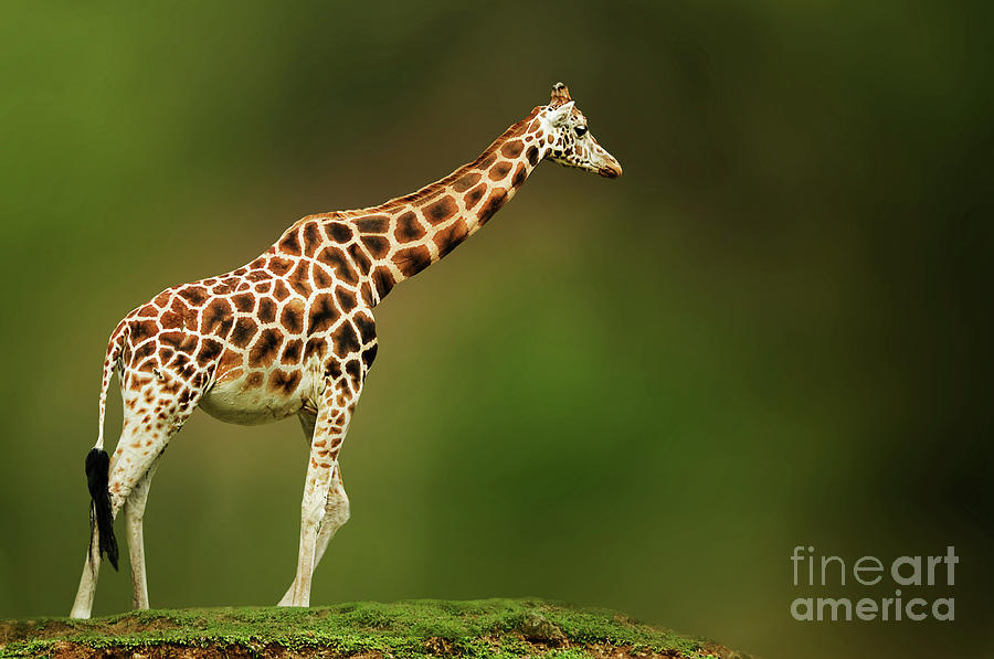 Animal Photograph - Giraffe #1 by Charuhas Images