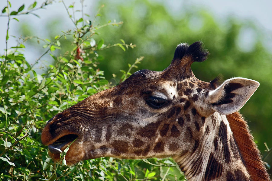 Giraffe Eating Leaves #1 Photograph by Sally Weigand