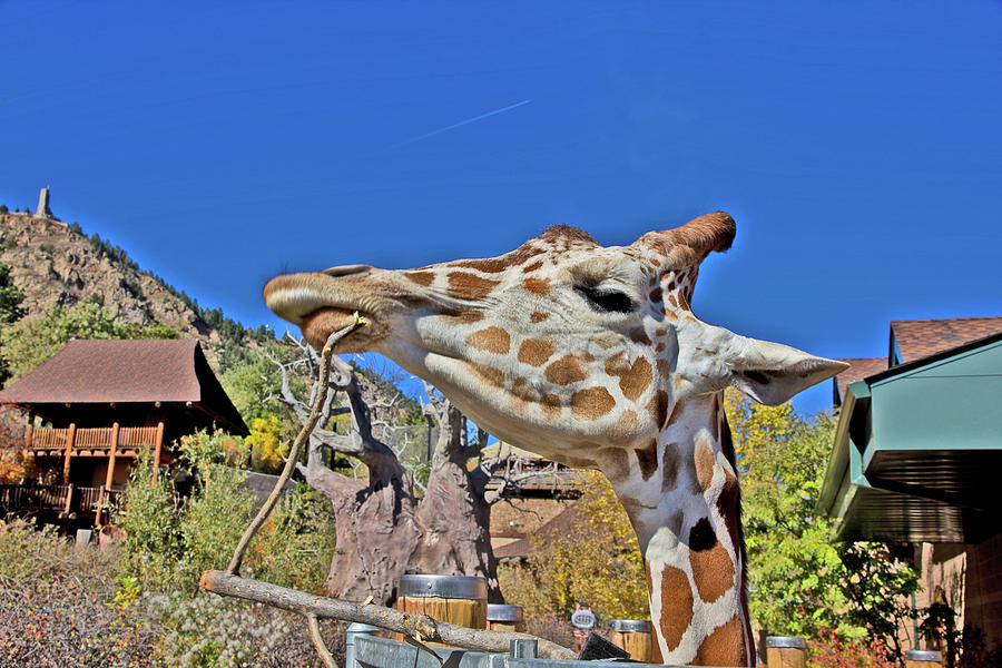 Giraffe Head Blue Sky sweet Lips Colorado Springs 2 10292017   #1 Photograph by David Frederick