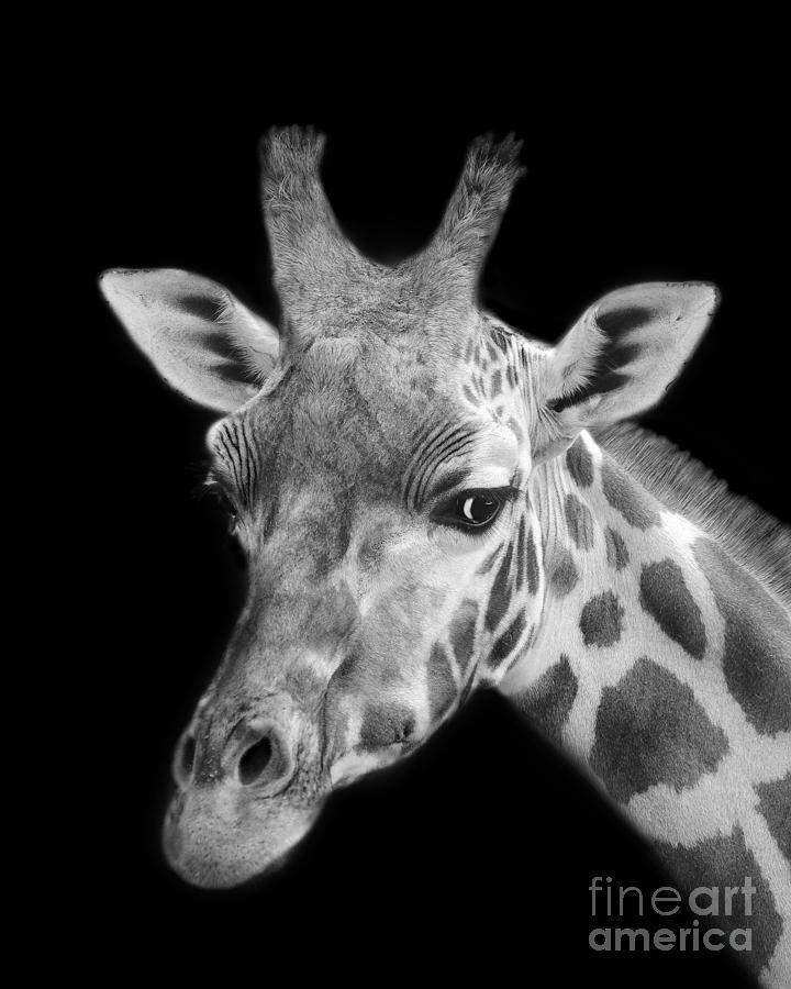 Giraffe In Black And White Photograph