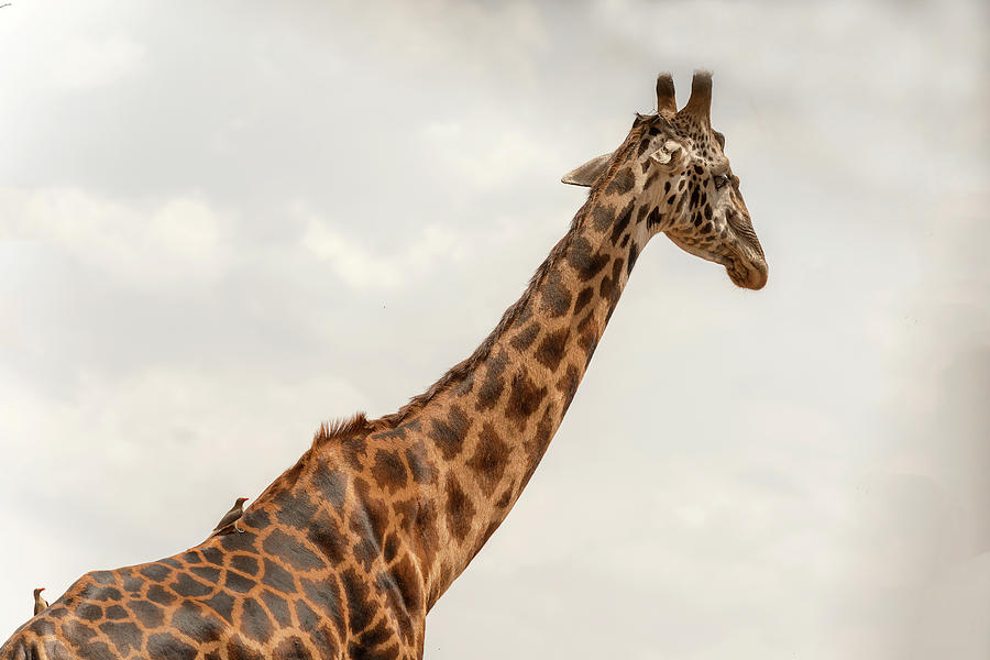 Giraffe in Serengeti #1 Photograph by Marek Poplawski