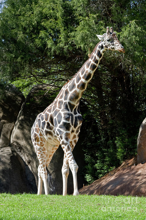 Giraffe #1 Photograph by Jill Lang