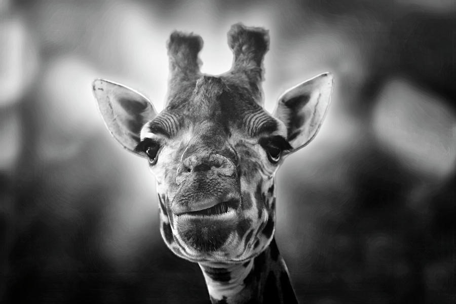 Giraffe #1 Photograph by Joana Kruse