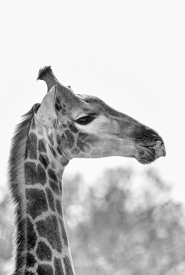 Giraffe Photograph by Paul Fell - Fine Art America