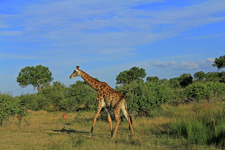 Giraffe #2 Photograph by Richard Krebs