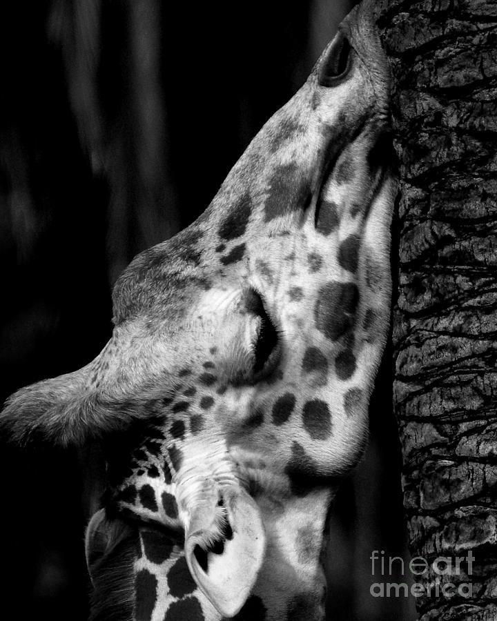 Animal Photograph - Giraffe #1 by Wingsdomain Art and Photography