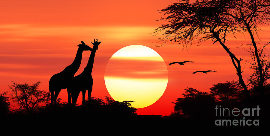 Giraffes at sunset #1 Photograph by Warren Photographic