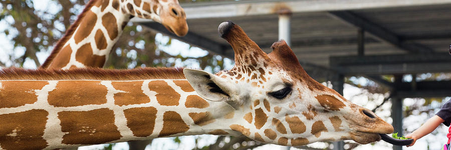 Giraffes #1 Photograph by Dart Humeston