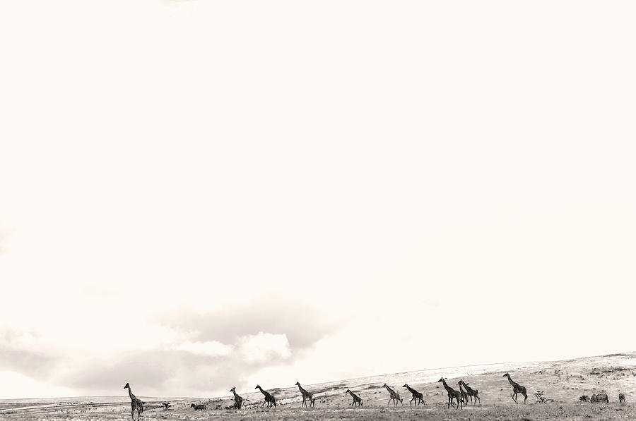 giraffes by Stefano Buonamici giraffes by Stefano Buonamici