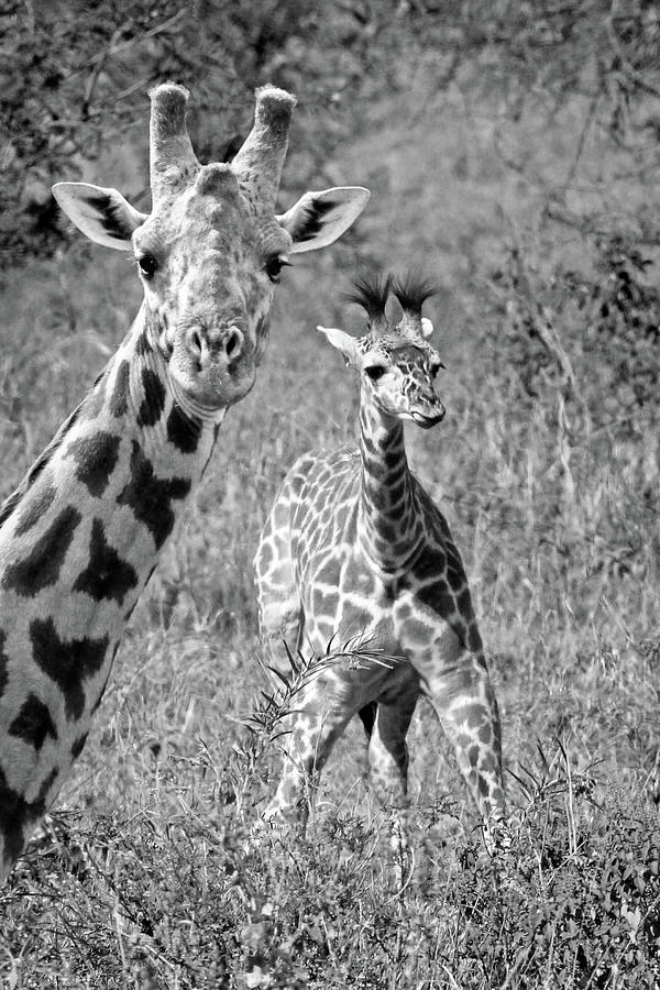 Giraffes - Thats my Baby #1 Photograph by Gill Billington