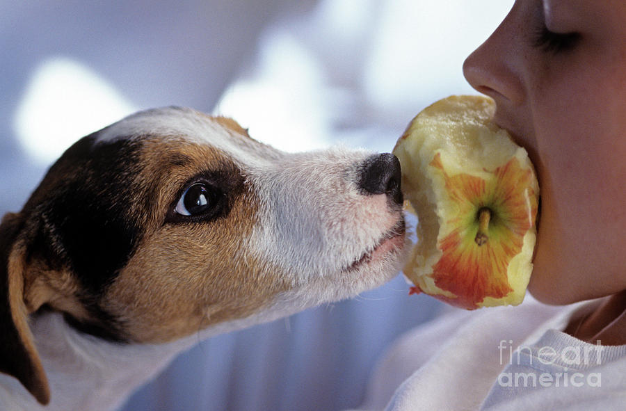 Girl and Puppy Eating an Apple #1 Photograph by Jim Corwin