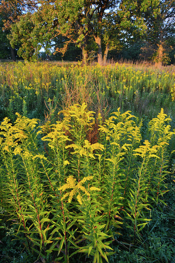 Glacial Park Goldenrod #1 Photograph by Ray Mathis