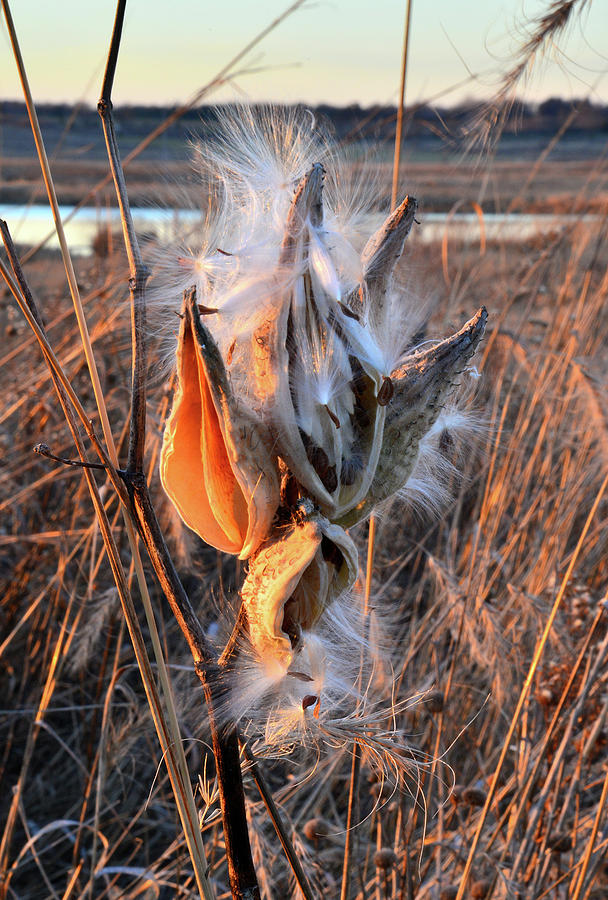 Glacial Park Milkweed #1 Photograph by Ray Mathis