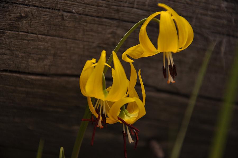 Glacier Lily Photograph by Frank Madia