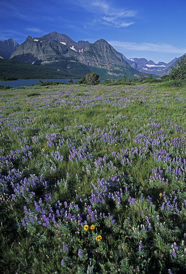 Glacier National Park Photograph by Doug Davidson