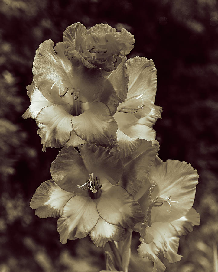 Gladioli Flower #1 Photograph by Jeff Townsend