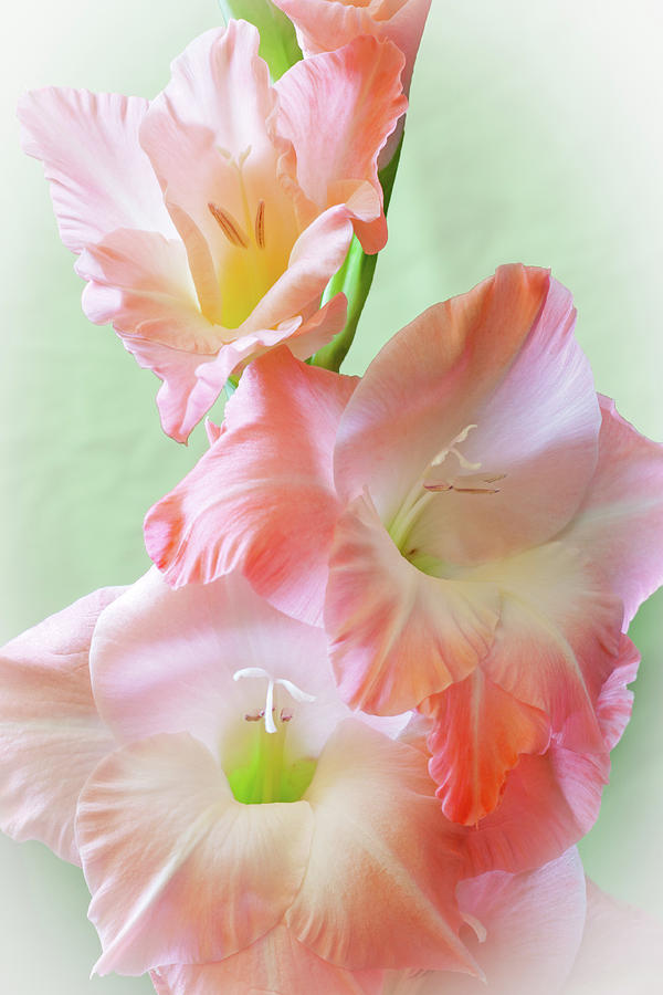 Gladiolus #1 Photograph by Daniel Csoka
