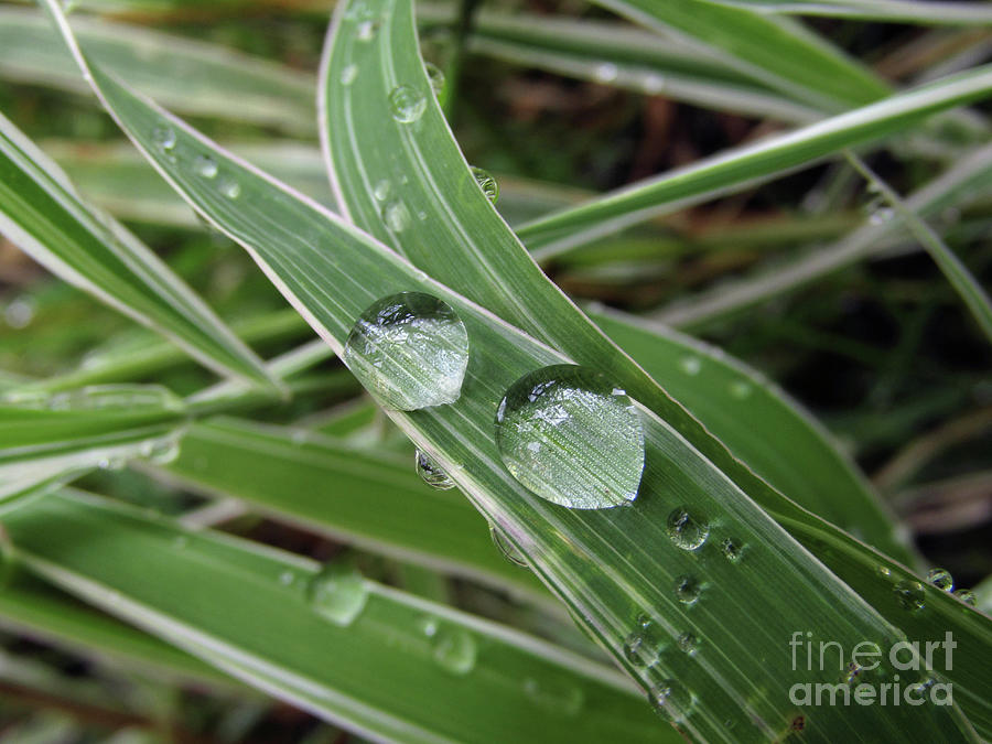 Glass beads On Bamboo Plant  Photograph by Kim Tran