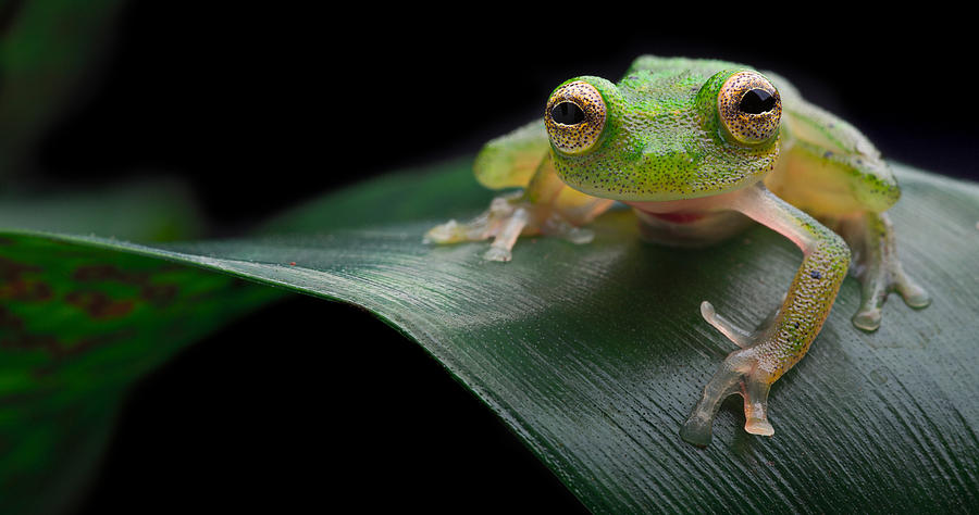 Jungle Photograph - glass frog Amazon forest #1 by Dirk Ercken