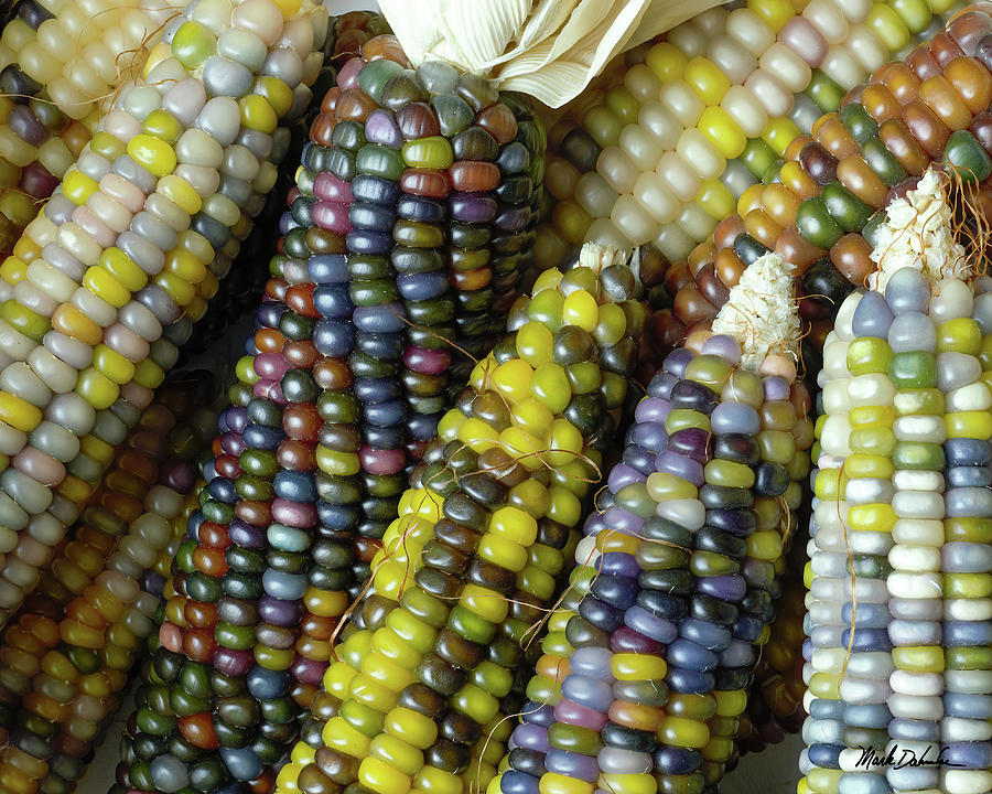 Corn Photograph - Glass Gem Corn #1 by Mark Dahmke